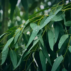 Eucalyptus citronné huile essentielle Eucalyptus-citronne