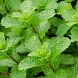 Menthe poivrée huile essentielle Menthe-poivree