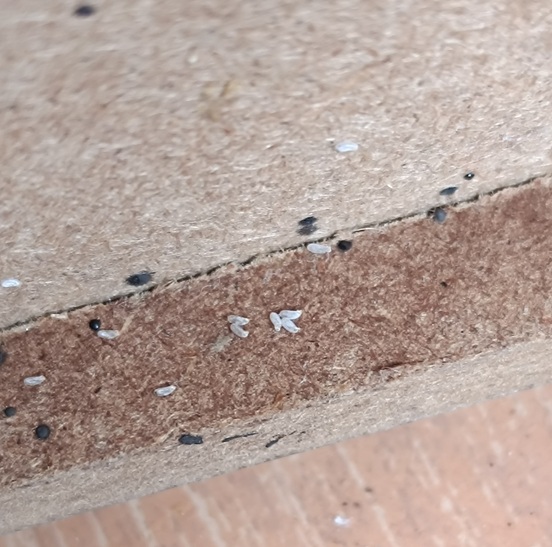 déjection punaises de lit