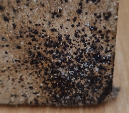 déjections punaises de lit