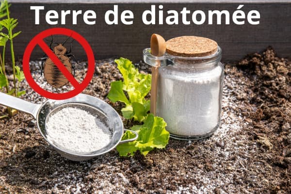 terre diatomée punaise de lit Lyon