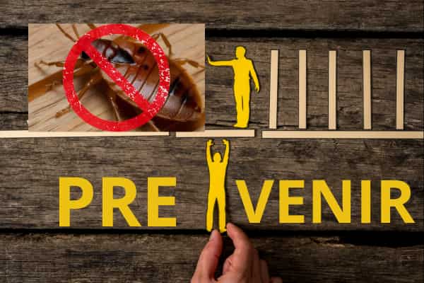 prévenir une infestation punaises de lit Lyon