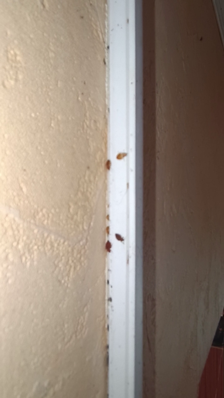 cachette gaine punaises de lit Lyon