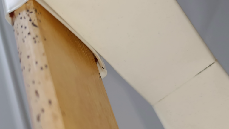 cachette lattes punaises de lit Lyon