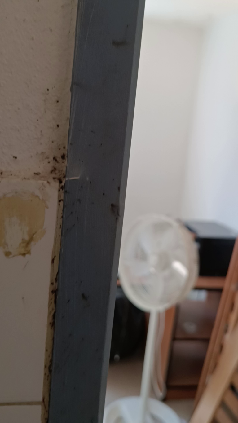 cachette plinthe punaise lit Lyon