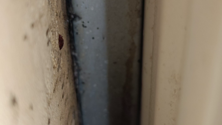 cachette radiateur punaises de lit Lyon