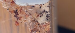 mue punaises de lit 2