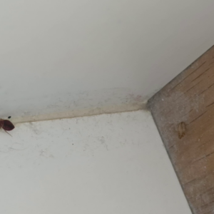 punaise de lit adulte femelle