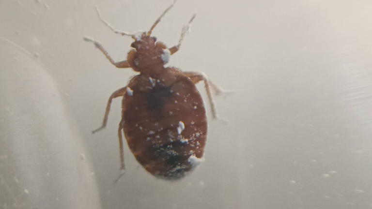 terre diatomée punaises de lit Lyon